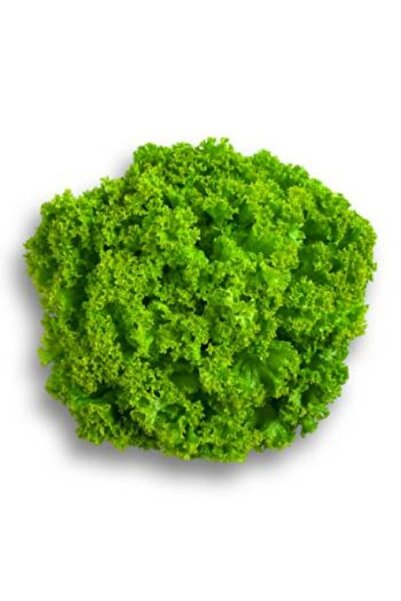 PROFIT SEEDS Salad seeds created by LOLLO