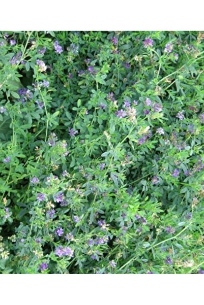 Saydat alashab Dried Alfalfa Powder 200 grams