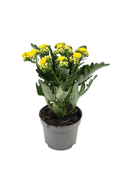 gardenkoala Sarı Kalanşo Çiçeği – Kalanchoe blossfeldiana 10.5 cm Saksı