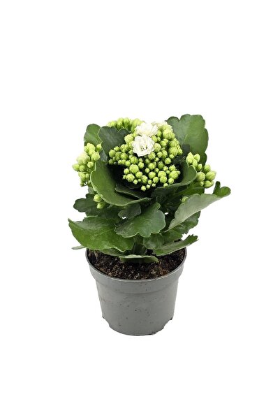 gardenkoala Beyaz Kalanşo Çiçeği – Kalanchoe blossfeldiana 10.5 cm Saksı