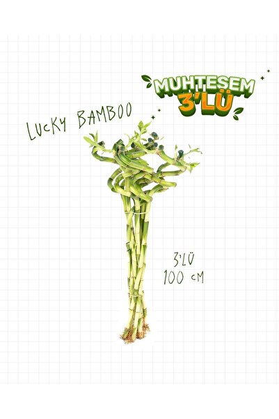 gardenkoala 3'lü Set – Şans Bambusu – Lucky Bamboo 100 cm