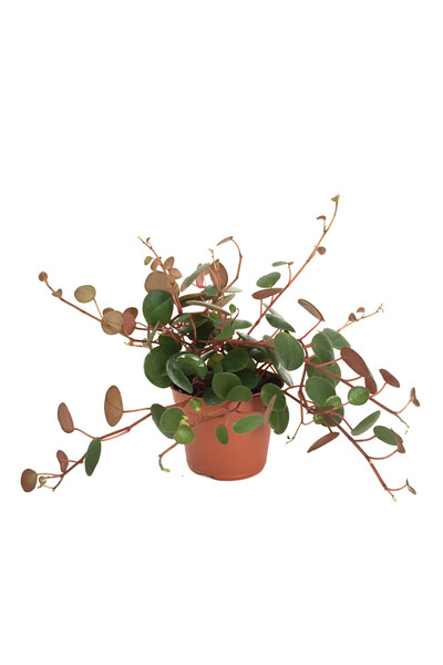 Betonish Peperomia Perciliata (Zümrüt Dalgası Çiçeği)