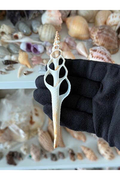 Seashell Rio Kesik Deniz Kabuğu Fusinus colus 10–14 cm | Doğal Spindle Shell ...