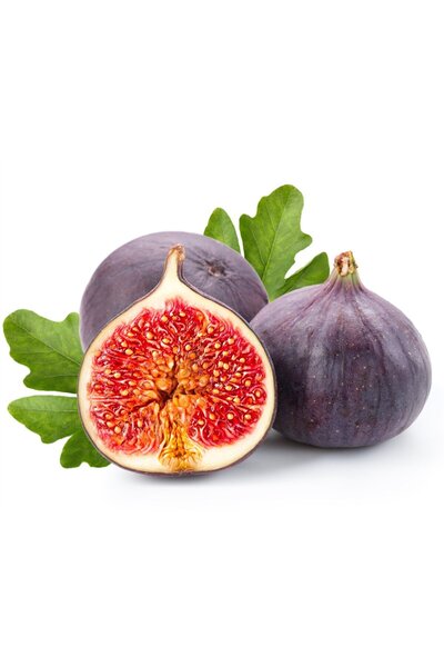 Fidan & Peyzaj - Siyah İncir Fidesi (Açık Kök / 20-30 cm. Boyda)