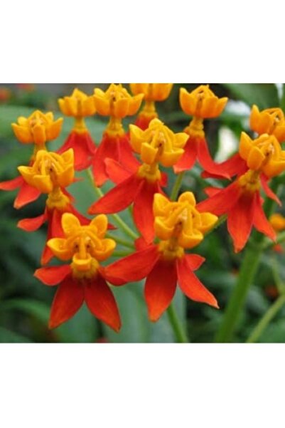 Karahasanoğlu Tarım YERLİ İPEK OTU (KELEBEK) ÇİÇEĞİ TOHUMU 20 ADET TOHUM