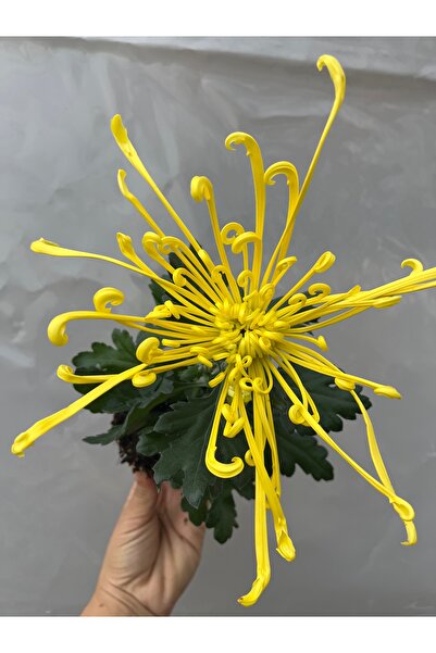 nazlı çiçekçilik Ahtapot Kasımpatı Sarı Krizanthemum 8,5lik Saksıda