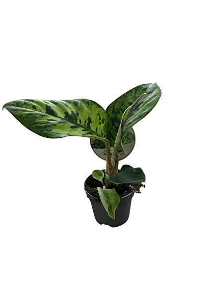 Betonish Homalomena Wallisii 'Camouflage'