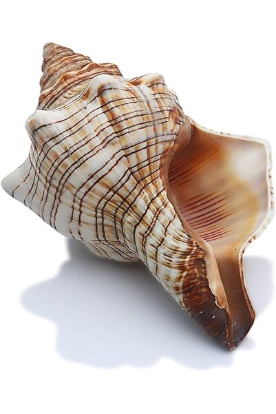 The Bros قطعتان من أصداف المحار الطبيعية الكبيرة، مثالية لتزيين أحواض السمك وحفلات الزفاف والحفلات ذات الطابع الشاطئي والمنزل