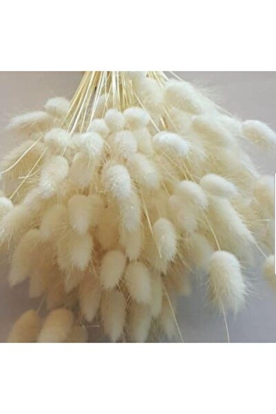 Massaltay Dry Flower Cotton Weed Lagurus Bunch 30 Branches (Grain)