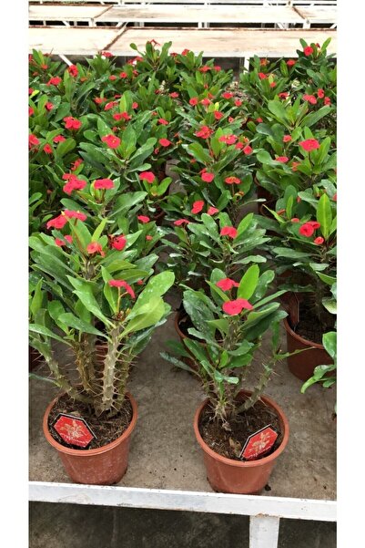 Mimoza Euphorbia Milii Kırmızı Dikenler Tacı Fidanı 10-20 cm