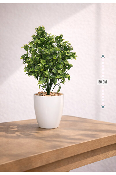 CENTRHOME شتلة زينة ميني بطول 50 سم