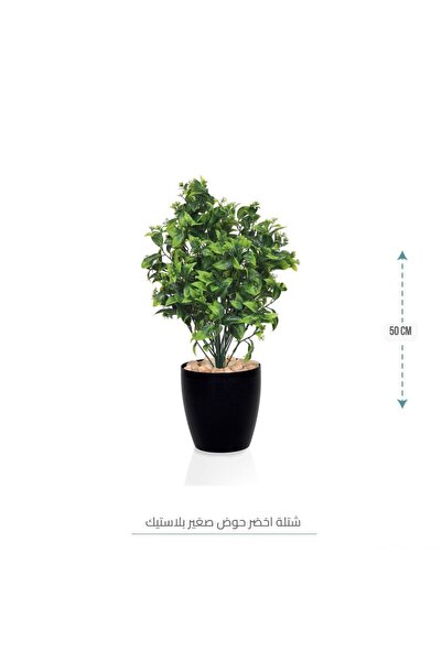 CENTRHOME شتلة زينة ميني بطول 50 سم
