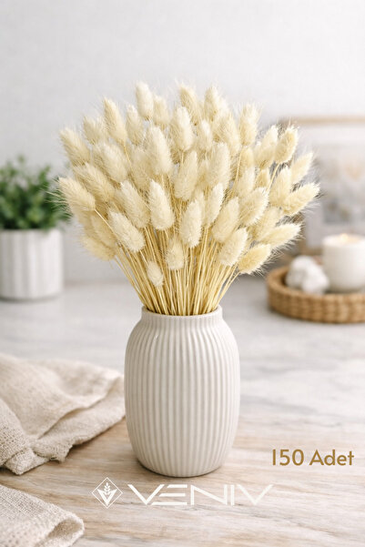 VENİV 150 Adet Dekoratif Aranjman Doğal Kurutulmuş Pamuk Otu Lagarus Tavşan Kuyruğu