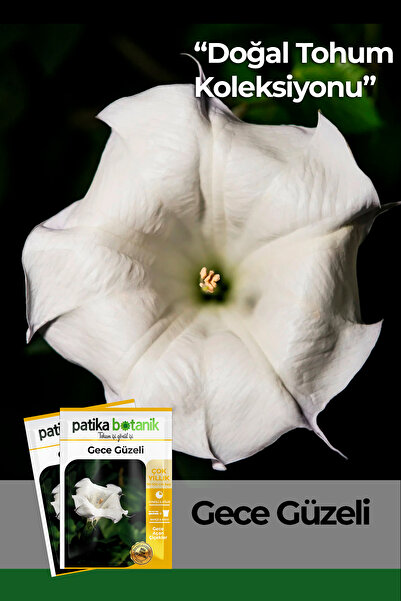 Patika Botanik 15 Adet Gece Güzeli (DATURA L.) Çiçek Tohumu