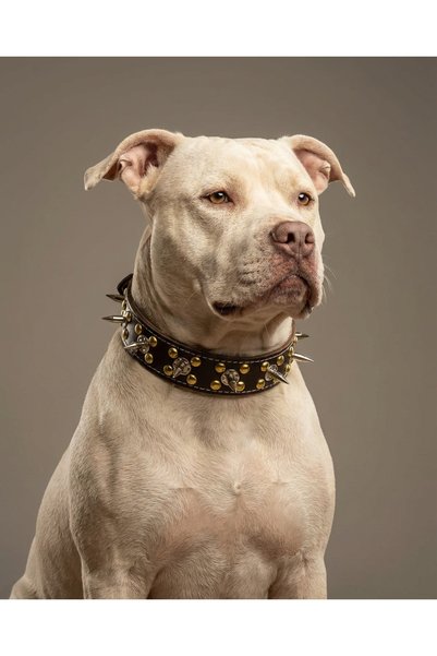 Genel Markalar Çivili Köpek Tasması Çift Kat Deri