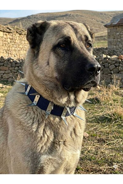 kozaklı طوق حماية الكلب من كانجال