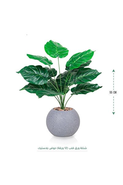 CENTRHOME شتلة ورق قلب بطول 55 سم بمركن مكور