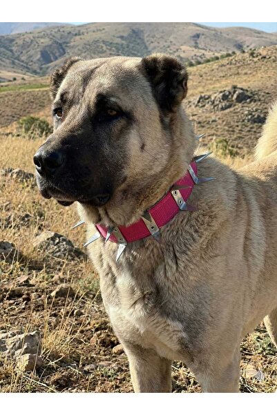 kozaklı KANĞAL KÖPEK KORUMA TASMASI
