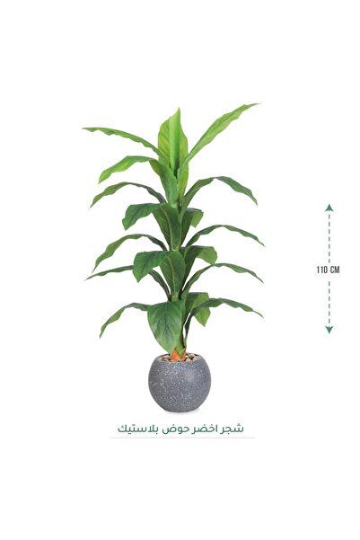 CENTRHOME شجرة دارسينا بطول 110 سم بمركن كروي