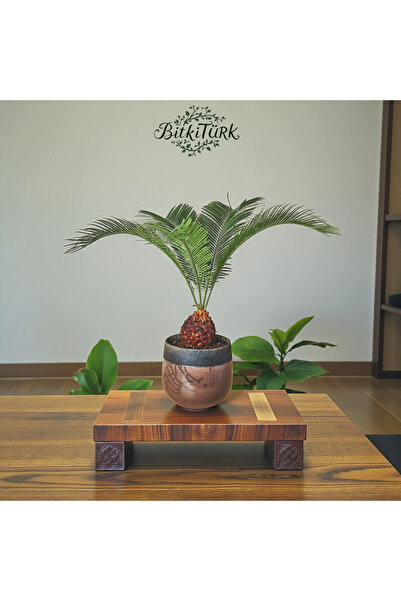 BitkiTÜRK ithal Japon Palmiyesi (Sicas) salon bitkisi 60/90cm