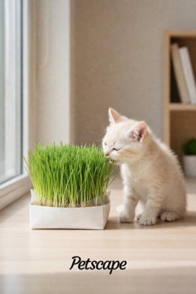 Petscape Doğal Kedi Çimi Fileli (1 Adet)