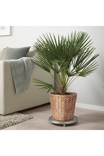 IKEA Su Sümbülü Saksı Yükseklik: 25 cm Ve İkea Tekerlekli Çelik Saksı Altlığı Çap: 31 cm Bitki Saksısı