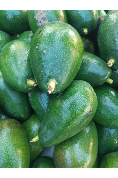 bahcemdenonline AVOKADO 15 ADET