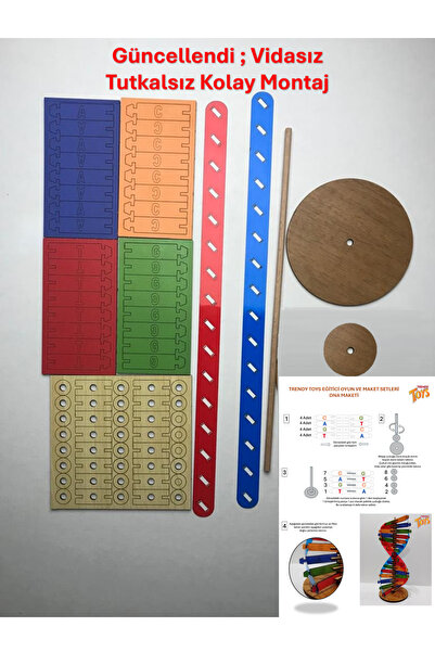 Trendy Toys Dna Modeli Eğitici Ahşap Renkli Dna Seti 30 cm