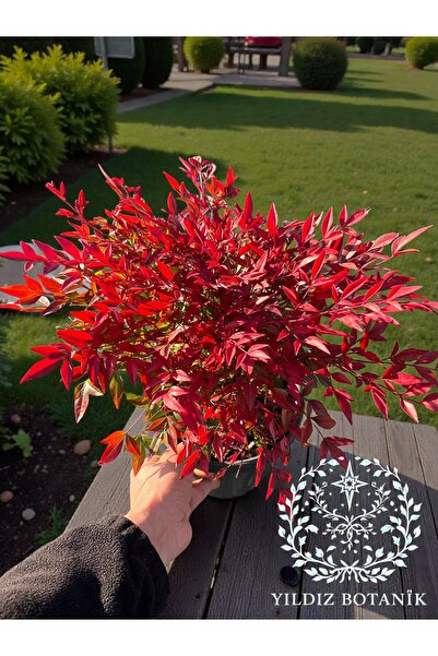YILDIZ BOTANİK Nandina Seika Renk Değiştiren Cennet Bambusu Nandina Obsession Seika 35-40 CM