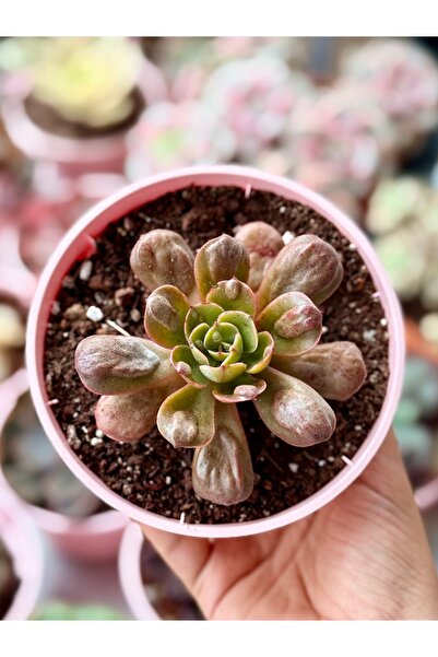 Sukulent İthal Özel Sukulentler Serisi Echeveria Anaç ‘Raindrops’ - Kore Renkli Koleksiyonluk Tür (10 cm)