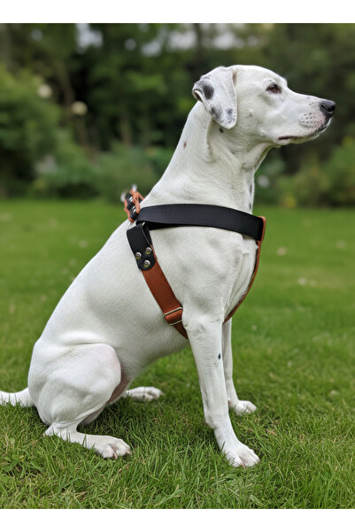balkonda طوق للكلاب من فصيلة متوسطة وكبيرة الحجم، حبل قابل للتعديل باللونين الأسود والنحاسي