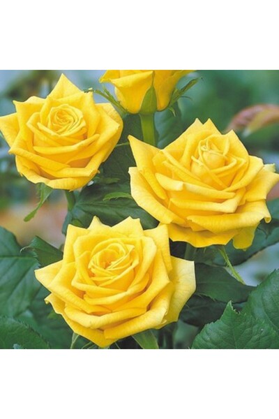 Mimoza Saksılı Yediveren Sarı Sarmaşık Gül Fidanı 15-25 Cm