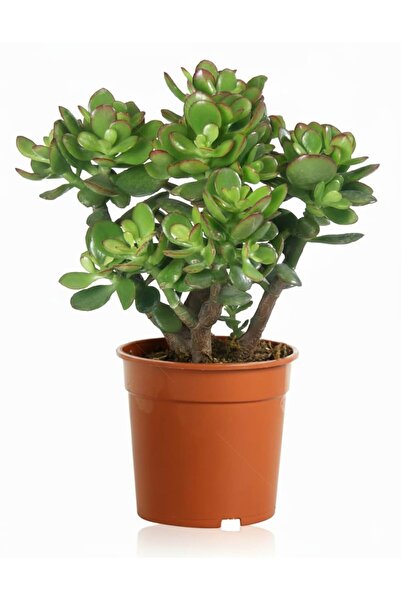 Byaysima Bonsai Formlu XL Boy Crassula Ovata Para Bereket Ağacı Canlı Saksıda...