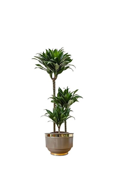 BitkiKapında Dracaena Fragrans Janet 3 Gövdeli (Dracena Compacta 90-100 cm) bej metal saksıda