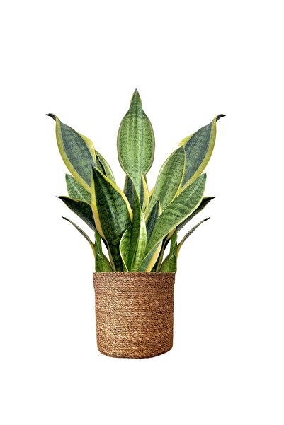 BitkiKapında Kılıç Çiceği Masa Boy (Sanseveria Trifasciata -Peygamber Kılıcı-...