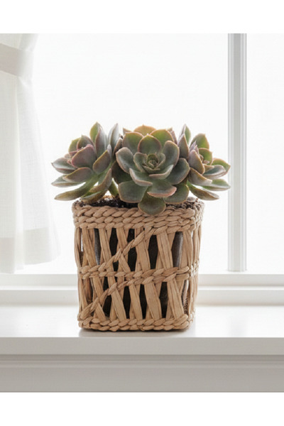 Bigadan Yöresel Hasır Saksılık (12 x 12)