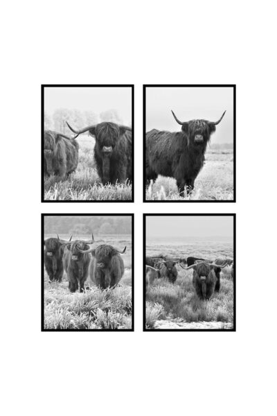ALAYRA International صور بقرة المرتفعات الاسكتلندية من ألايرا، ديكور حائط، ملصق فني جداري، صورة بقرة المرتفعات الاسكتلندية - بدون إطار (8x10)