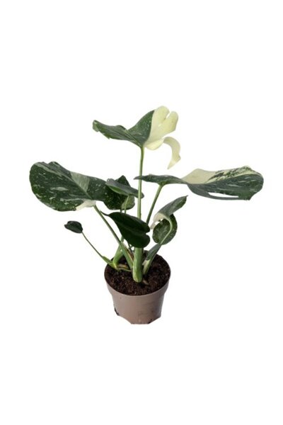 Betonish Monstera Deliciosa 'Thai Constellation' (Deve Tabanı)