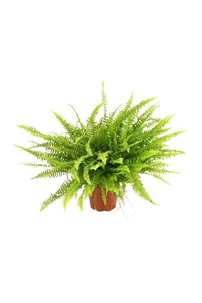 gardenkoala Fujer – Aşk Merdiveni – Nephrolepis exaltata – 12 cm Saksı