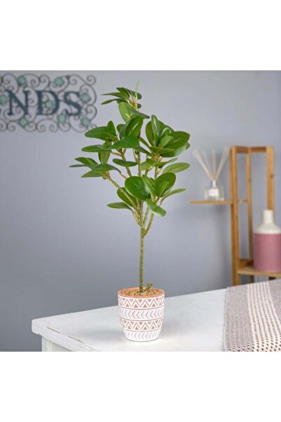 sallat almawasim Ceramic Pot Green Leaf