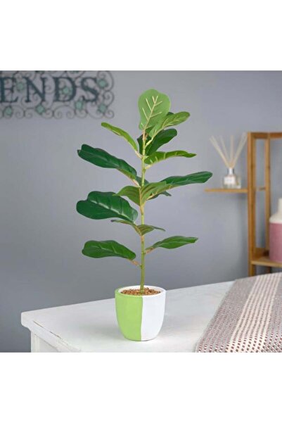 sallat almawasim Lemon Leaf Plant Pot
