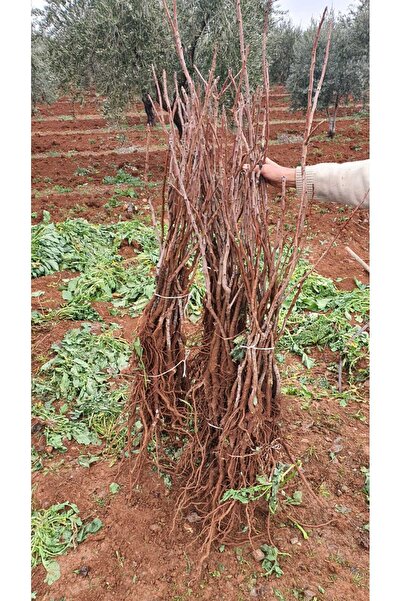 Mekke Medine Fidancılık Siirt Aşılı Fıstık Fidanı Açık kök 1 adet