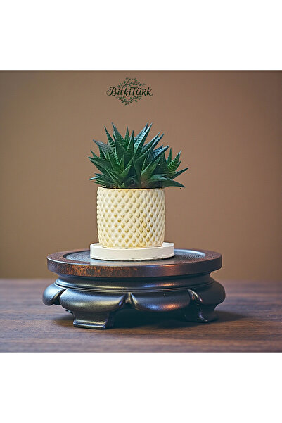 BitkiTÜRK Altlıklı Beton Saksıda Bol Yavrulu Büyük İthal Huwarthia (BEREKET Y...