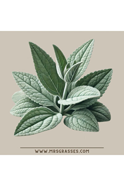 Saydat alashab Mullein leaves, bear's ear, 70 grams