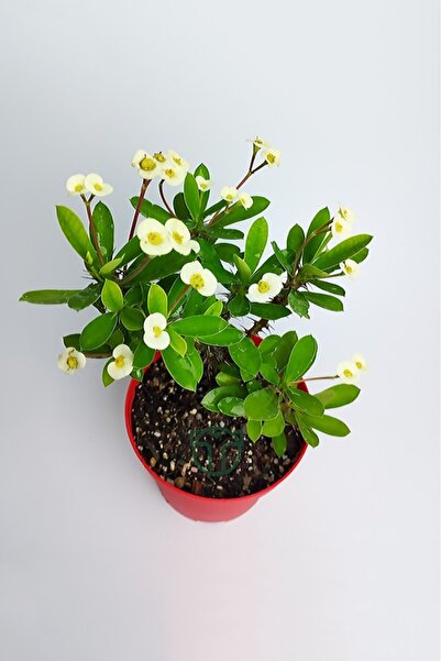 Mimoza Beyaz Japon Iğnesi Dikenler Tacı Euphorbia Milii Fidanı Saksılı 10-20 cm
