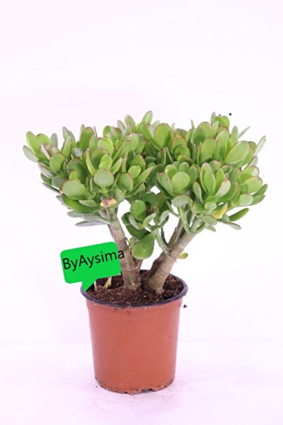 Byaysima Büyük Boy Crassula Ovata Para Bereket Ağacı Bonsai Formlu Dolgun Can...