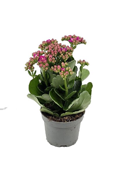 gardenkoala Pembe Kalanşo Çiçeği – Kalanchoe blossfeldiana 10.5 cm Saksı