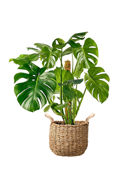 Fidanburada Deve Tabanı XL (Monstera Deliciosa) Basic Hasır Saksılı