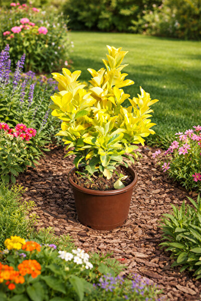 Arslanfidan Altuni Gold Taflan ( Euonymus Japonica Aurea ) - 10’lu paket