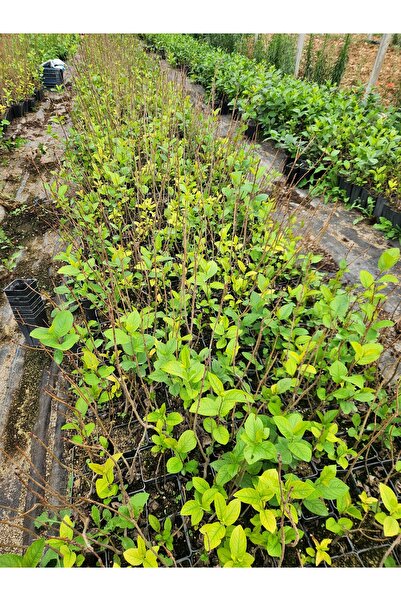 Ferusa Fide 2 Adet Aronya Fidanı 50-100 cm Boy (Saksıda gönderim)